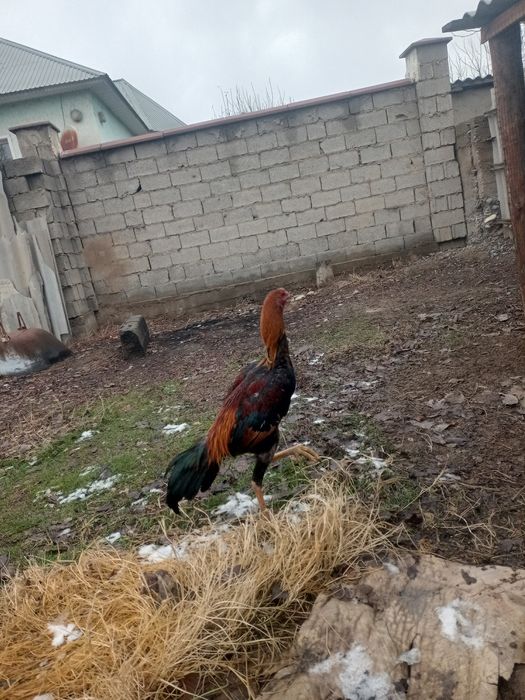 Дакан Шоше 9айлык