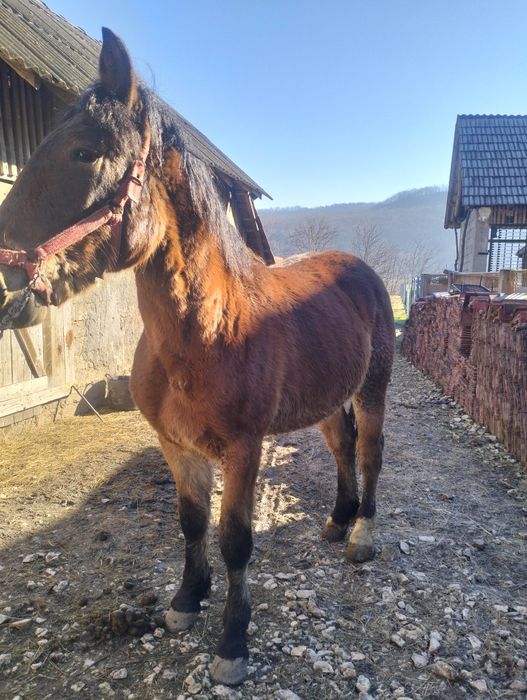 Mânz armăsar de vânzare