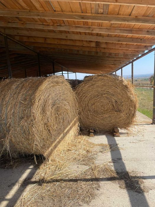 Vînd baloți de semănătură la 1.80 înălțime în jur de 500 600 kg