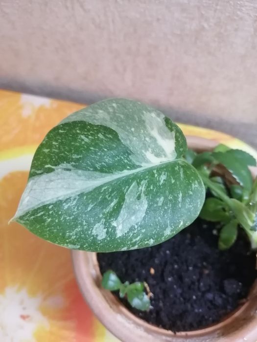 Продаю детку монстеры Тайское созвездие