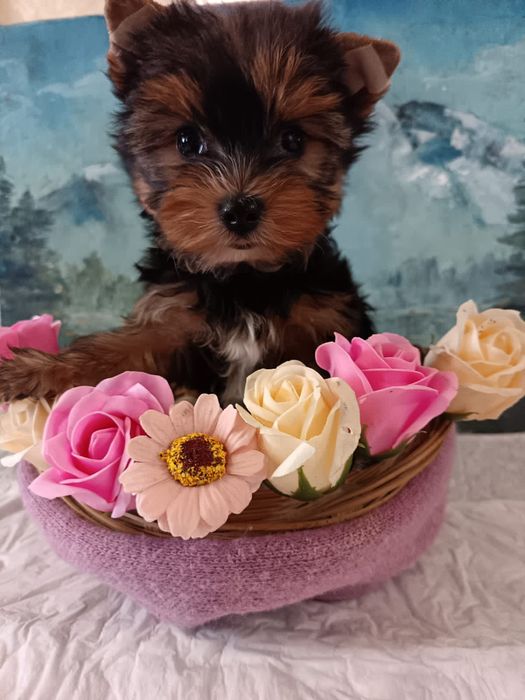 Шикарные малыши Йоркширского терьера