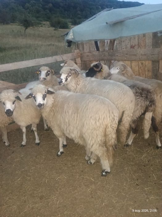 7 oi și 3 miei de vânzare