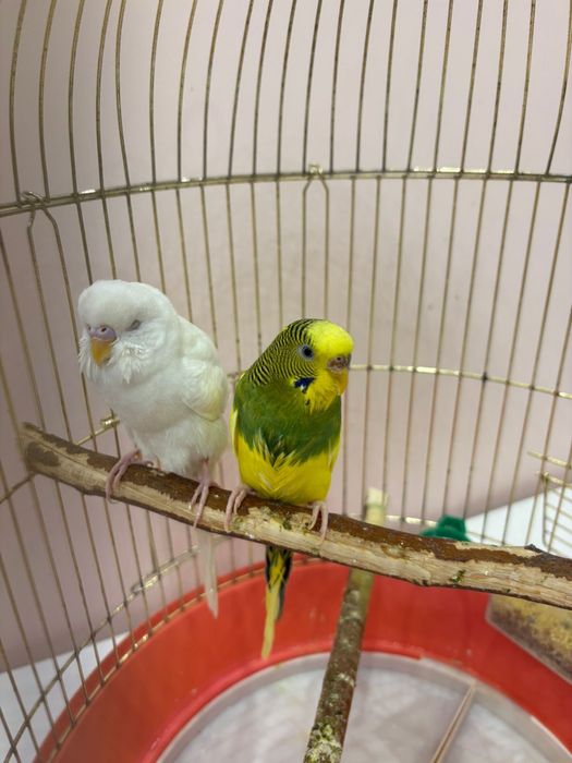 Попугаи пара 2 шт