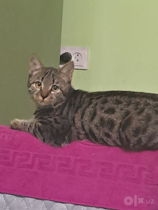 Mushuk yaxshi insonlarga hadya qilinadi