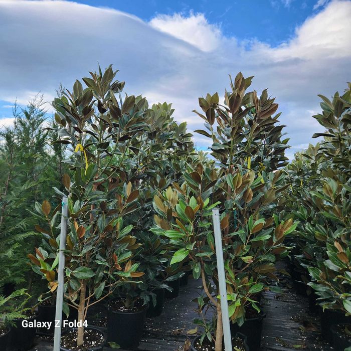 Magnolia grandiflora vesnic verde la ghiveci