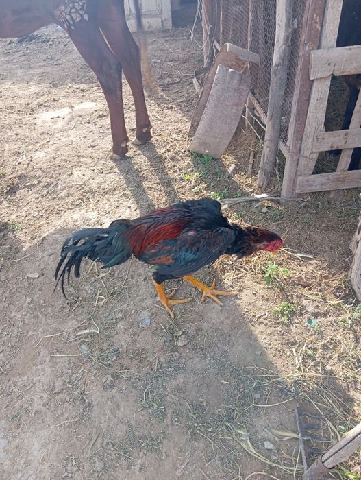 Даканг Хуроз сотилади