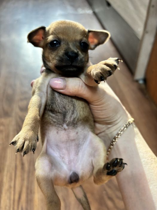 Мини тойтерьер  бронирование