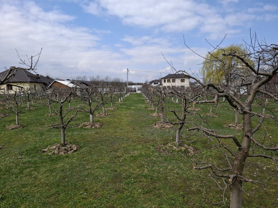Teren Intravilan 2000 mp - Livadă de meri, Răucești