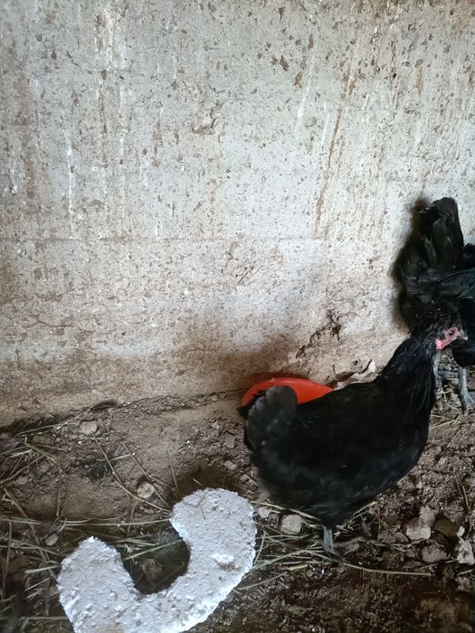 Brama,paduan,dakan,yapon parala sotiladi