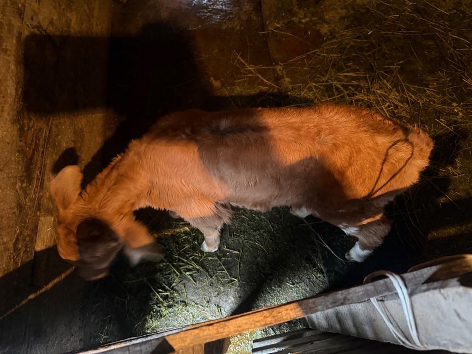 Продается теленок