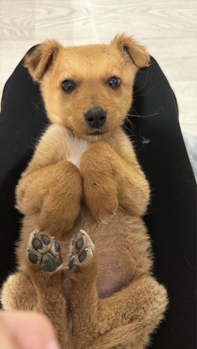 Собака в добрые руки