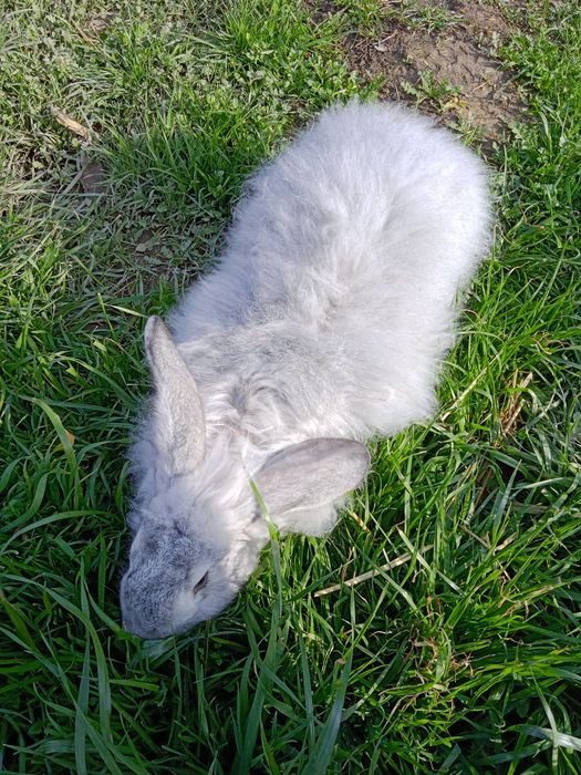 Куён оптом сотилади