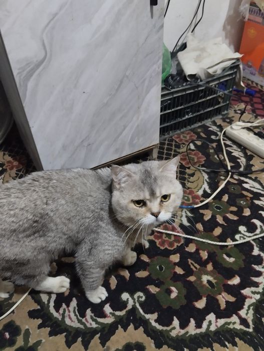 Продается кот Британский