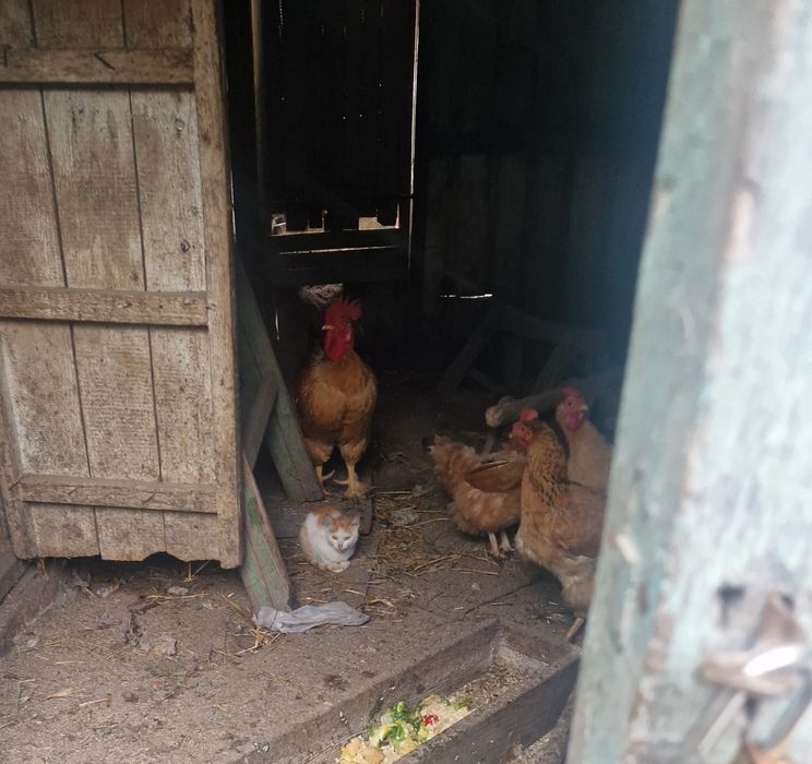 Adoptie  pisic 4 luni si pisica