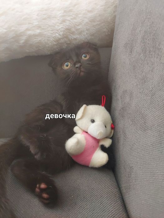 Котятам два месяца