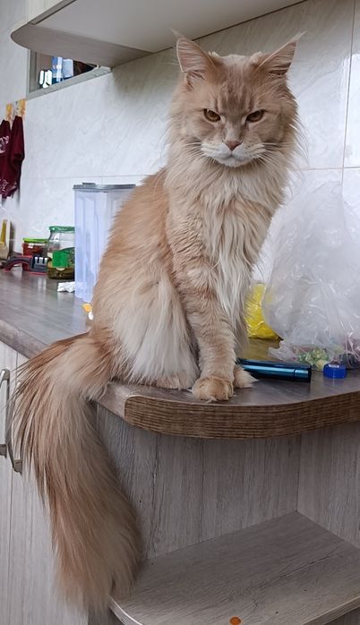 Продается кошка Мейн - кун