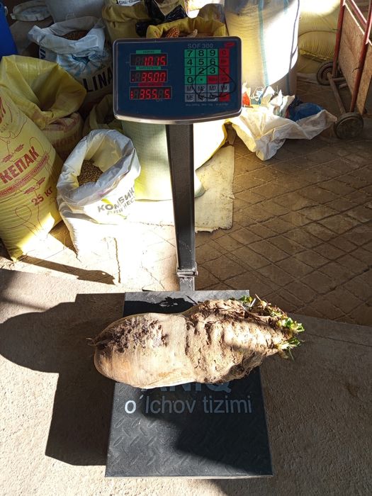 Qand lavlagi mol qoʻy quyonlar uchun