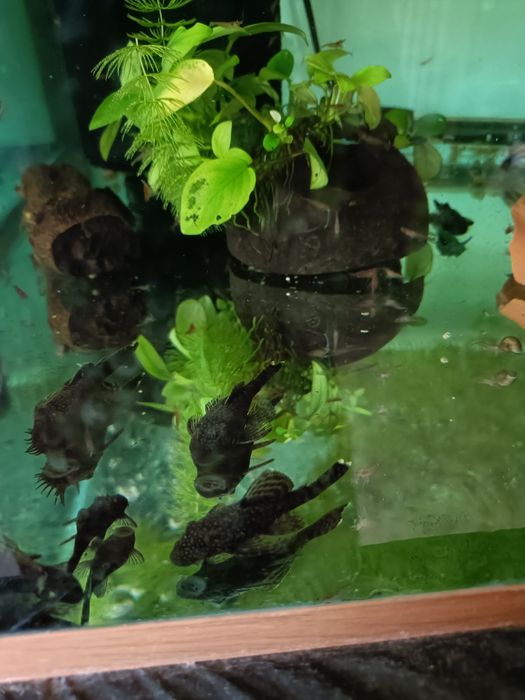 Сомики анциструсы 5 см. Самцы.