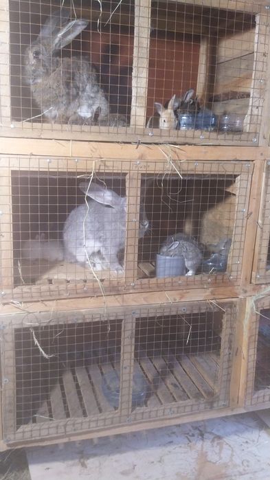 Продам молодых племенных кроликов!!!