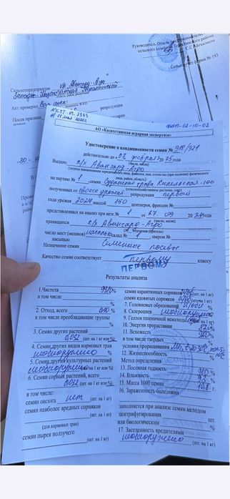 Продам семена суданки 1 РС