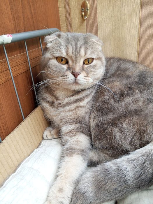 Кошечка вислоухая. Даром