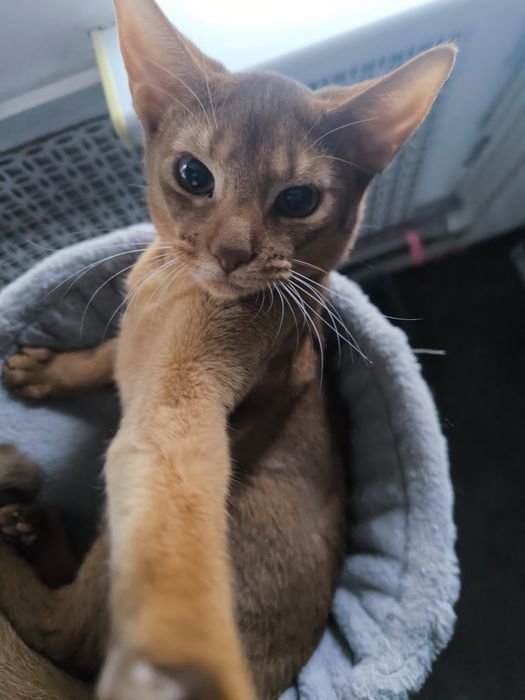 Кошка абиссинская