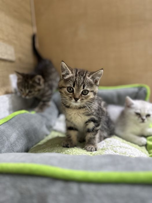 Шотладские котята