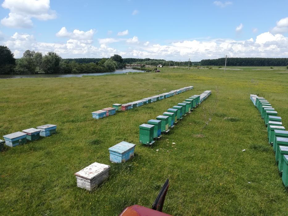 Miere de albine poliflora