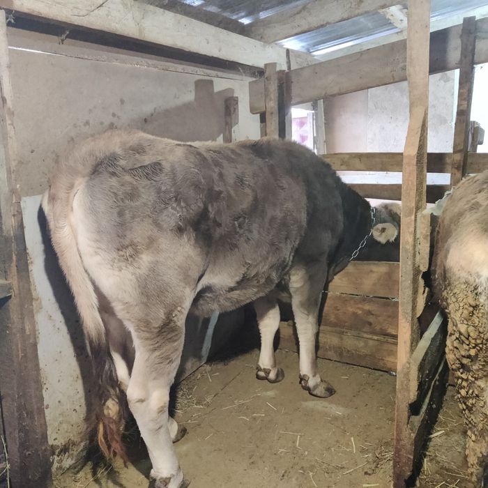 Тёлка алатауская