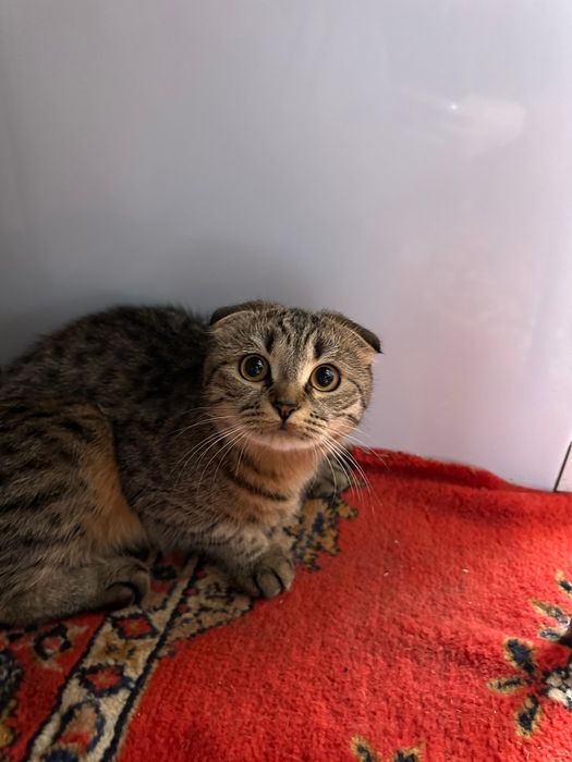 Отдам в хорошие руки вислоухую кошечку