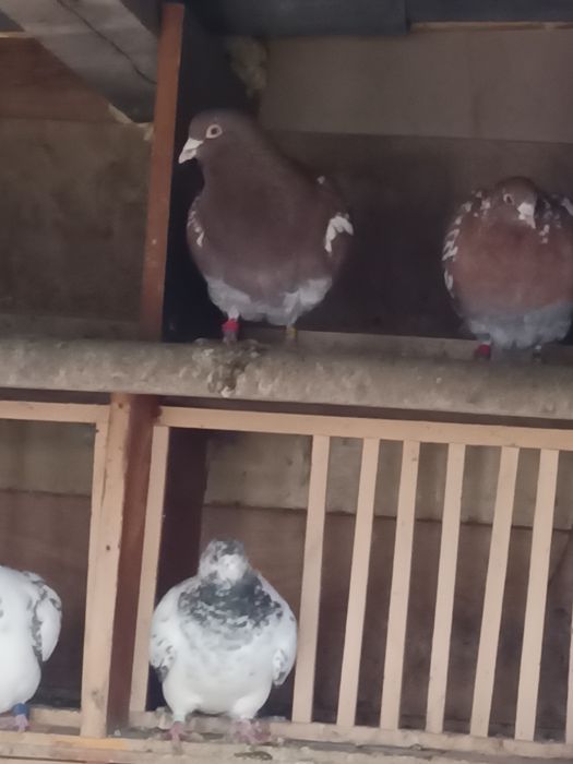 Voiajori  Meulemans de vânzare