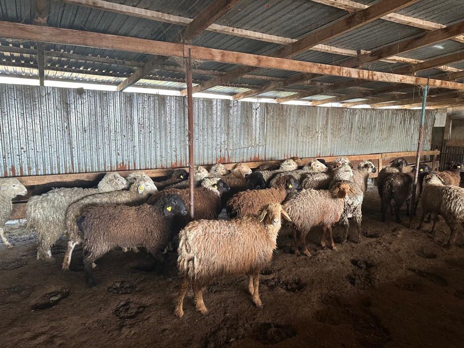 Жемделген кой сатылады