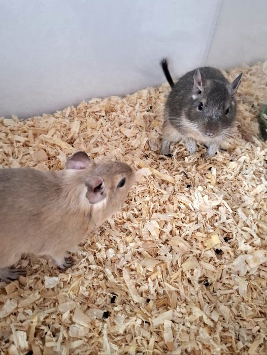 Ofer spre adopție două veverițe Degu