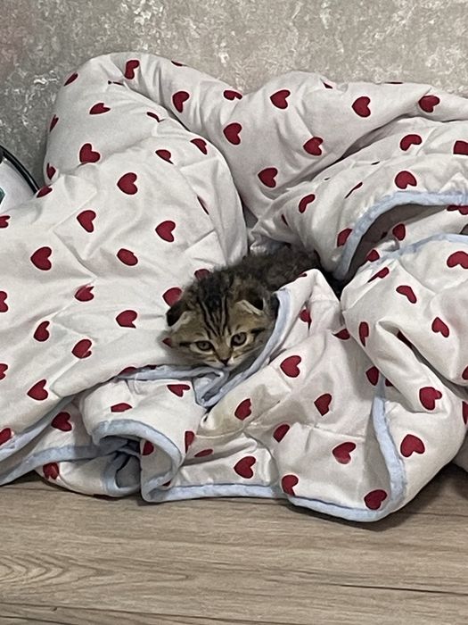 Котенок продается