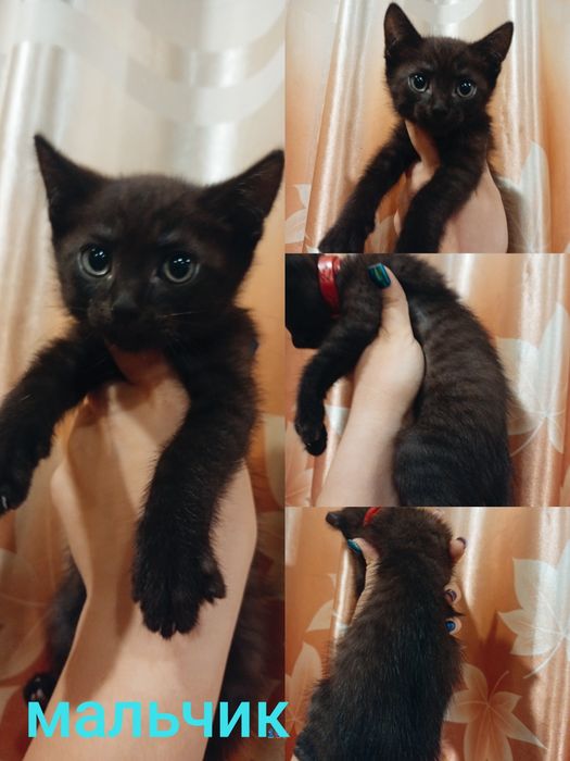 Отдам котят в добрые руки