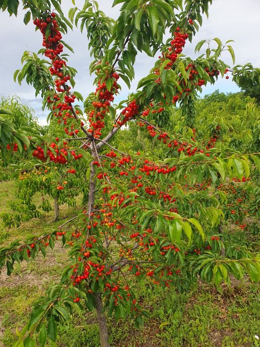 Pomi fructiferi altoiti