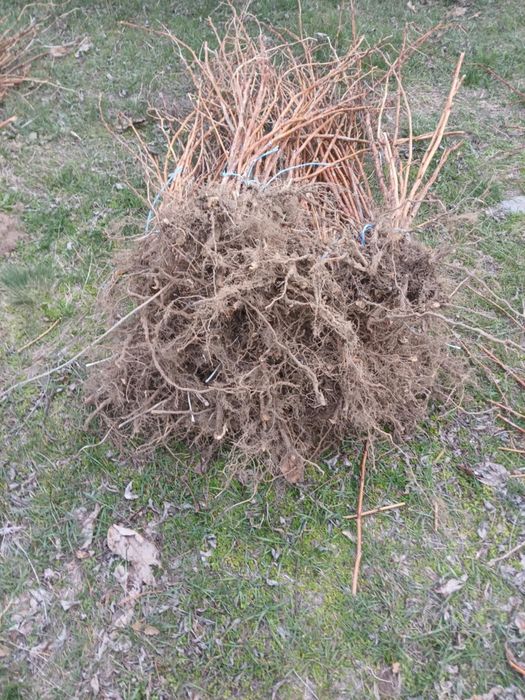 Ягоди и Малини Продавам