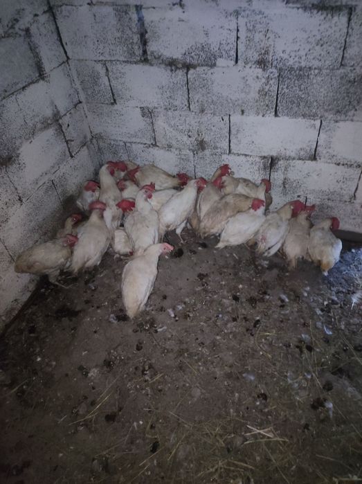 Продам курей несушки