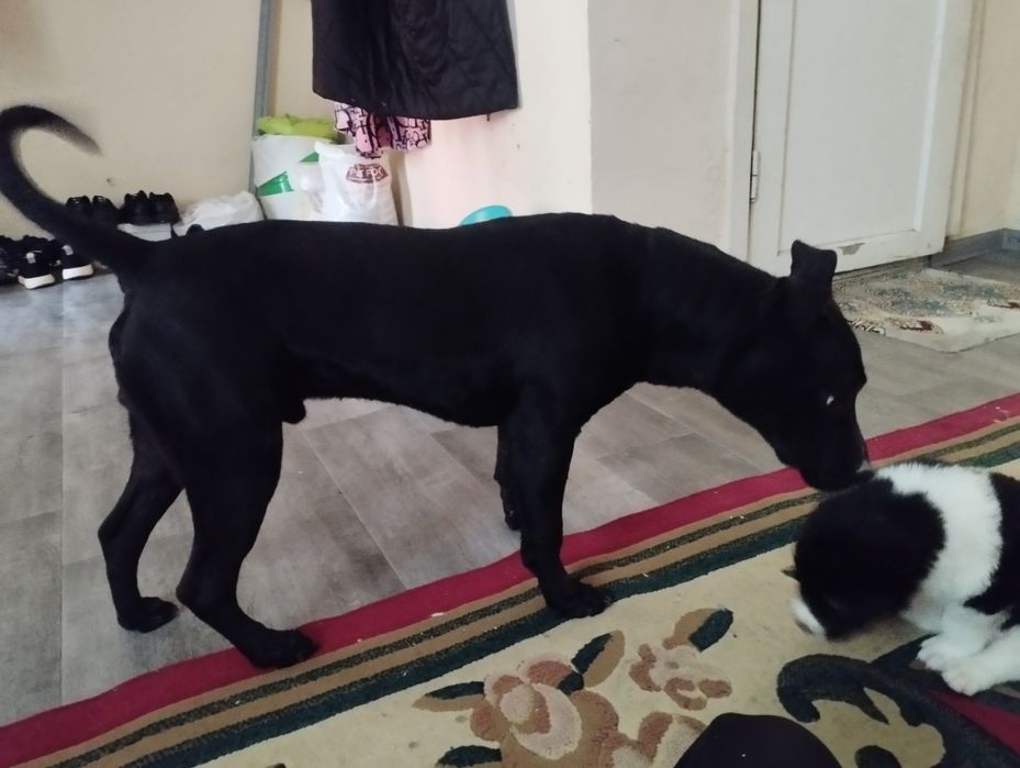 Черный питбуль 5 месяца