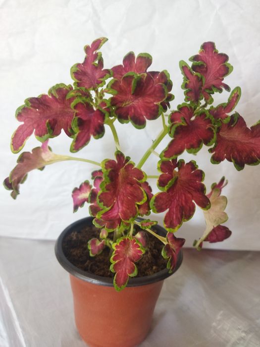 Комнатные цветы красивые