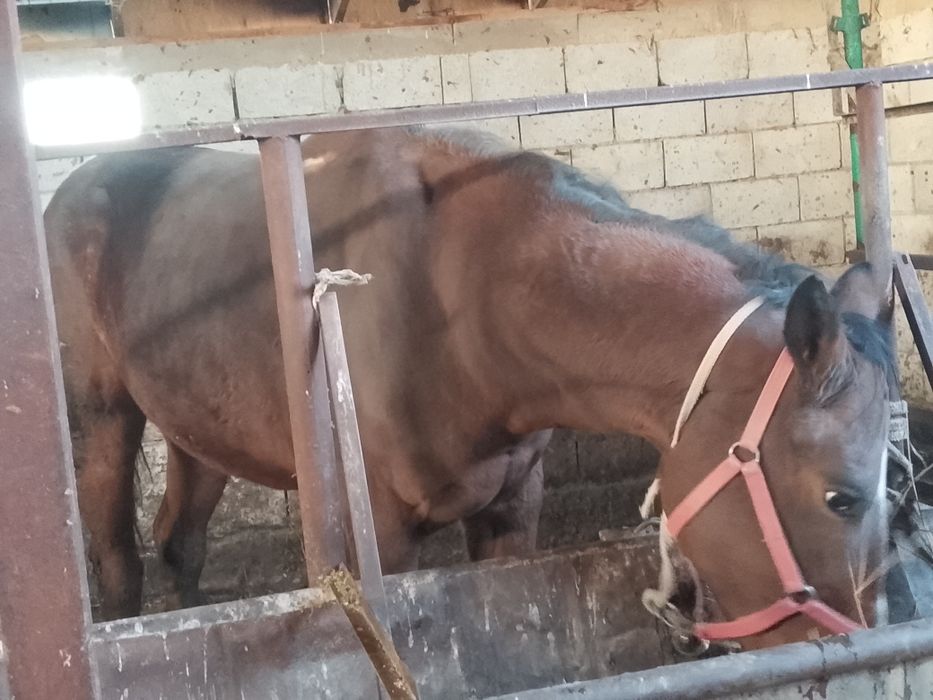 Айгыр 5 жасар сатылады