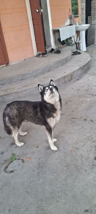 Хаски кучиклари сотилади.