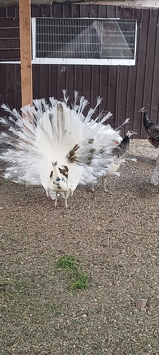 Mascul Paun Silver Dark -Ochi Alb