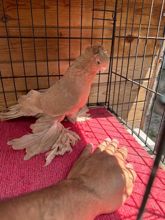 Продам узбекских элитных голубей