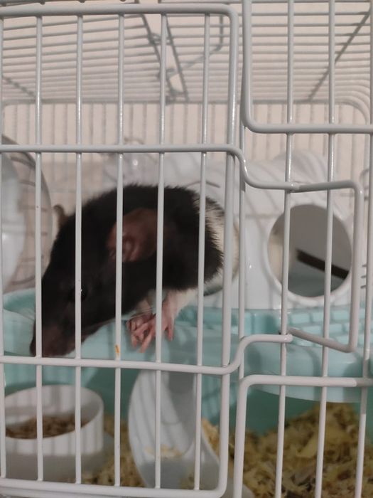 Дамбо девочка с клеткой