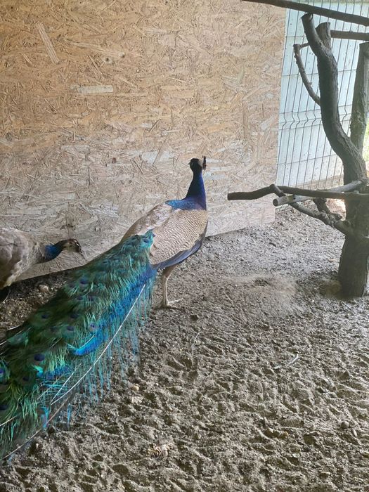 Vând păuni diferite vârste