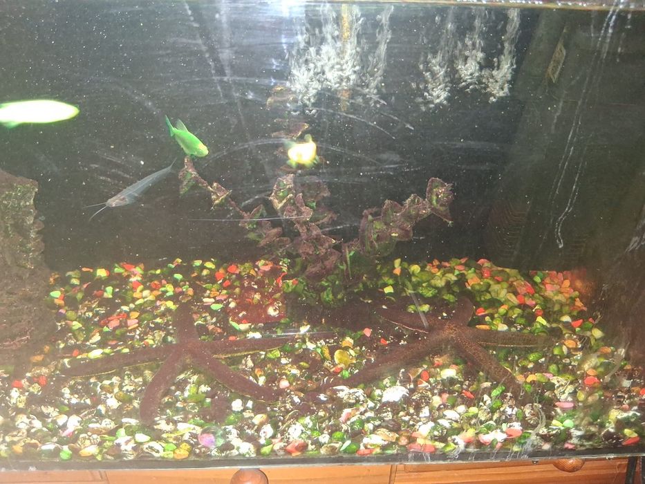 Vând  acvariu  cu pești