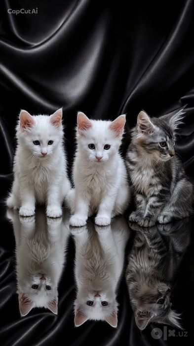 Котята породы Майн-кун
