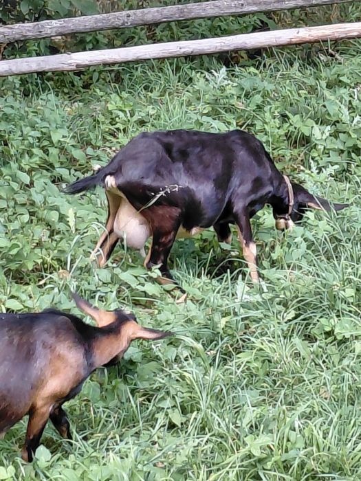 Capre bune de lapte