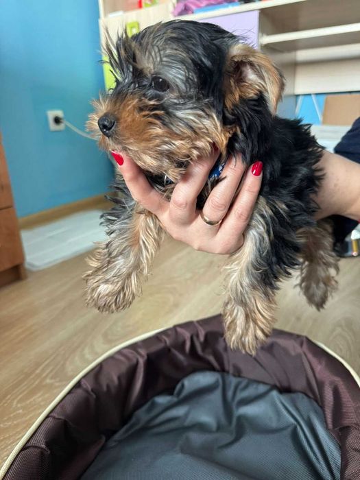 Йоркширски териер